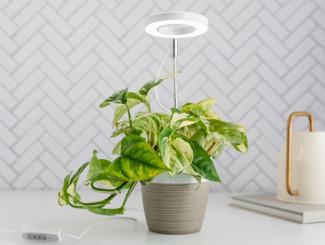 indoor-plant-with-led-light