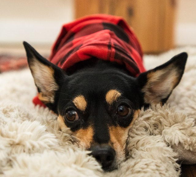 dog-in-hoodie